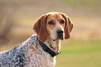 American English Coonhound 11 350x233 1