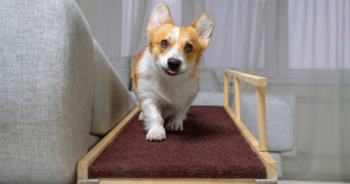 Best Dog Ramps Featured 350x184 1