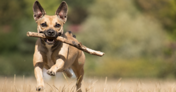 13 Best Probiotics For Dogs & Puppies (+1 to Avoid) 3 Best Probiotic for dogs