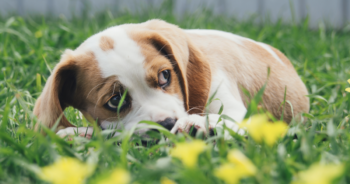 Best Stool Eating Deterrent for Dogs 350x184 1