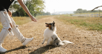 Our Picks For The 10 Best Dog Treats 3 Best dog treats