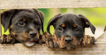 Best skin and coat supplements Featured 350x184 1