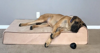 Bully Beds Dog Bed Review Featured 350x184 1