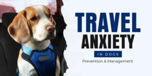 CVC Blog Preventing and Treating travel anxiety in dogs