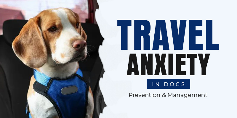 CVC Blog Preventing and Treating travel anxiety in dogs