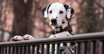 10 Best Cordyceps Supplements For Dogs 3 Cordyceps supplements for dogs