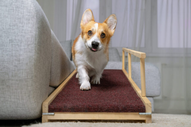 Corgi walking down stairs