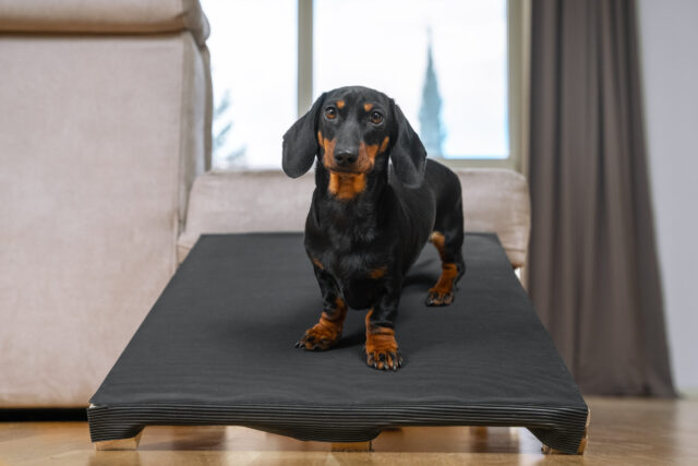 Dachshund using ramp