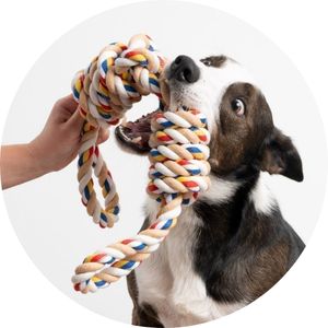 Dog Toys Homepage