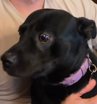 DogBreedDNAStory4 327x350 1