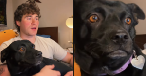 DogBreedDNATestStoryFIN 350x184 1