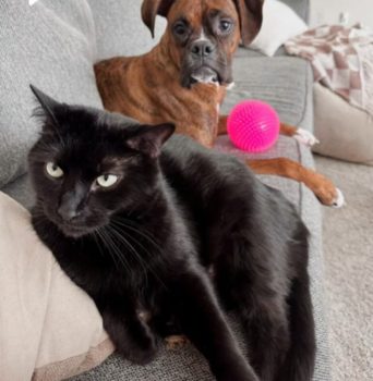 DogOnwerCageSurpriseStory2 342x350 1