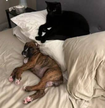 DogOnwerCageSurpriseStory3 340x350 1