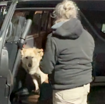 DogRescueDroneStory4 350x347 1