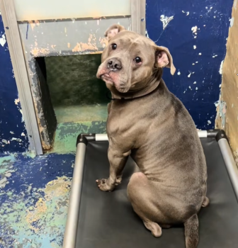 DogShelterFloodStory4 336x350 1