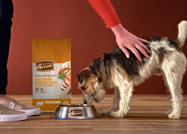 11 Best Dry Dog Foods 20 Dog eating Merrick