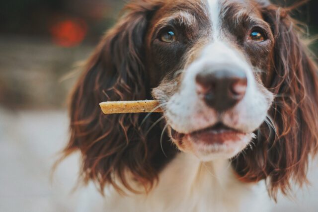 Our Picks For The 10 Best Dog Treats 25 Dog holding best dog treat