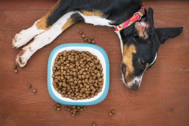 7 Best Dog Food Options For Picky Eaters – 2026 34 Dog laying by bowl of food