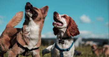 Dog liver supplements Featured 350x184 1