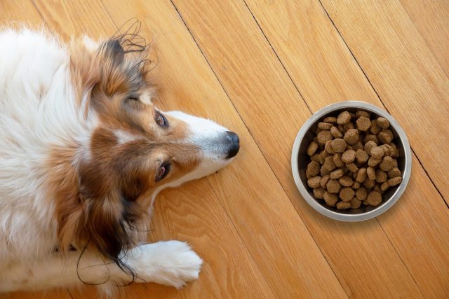 Dog lying by food bowl