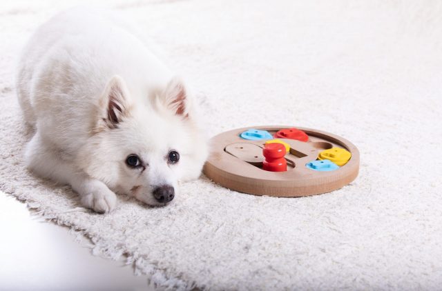 Dog lying next to puzzle toy