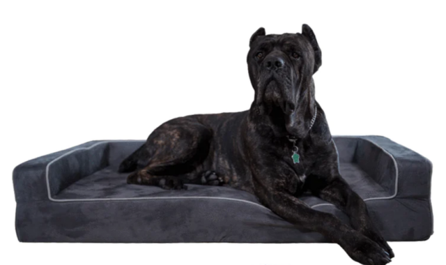 Bully Beds Dog Bed Review: Elevate Your Dog’s Comfort To New Heights! 5 Dog on Orthopedic Bully Bed