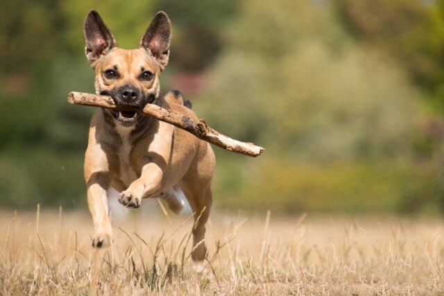 13 Best Probiotics For Dogs & Puppies (+1 to Avoid) 4 Dog running with stick