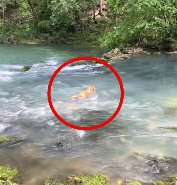 Couple Film Their Engagement, Unaware of What’s Happening in the Background 5 EngagementStory2