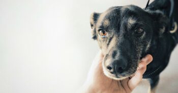 Eyes 1200x630 350x184 1