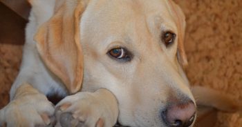 Guy Scolded Old Dog Before Work, Arrived Home & Wept Into His Hands 3 F1 49 350x184 1