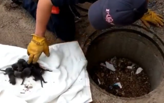 Firefighters Rescue ‘Puppies’, Then Realize They’re Not Puppies at All 5 Firefighters Rescue Puppies 1