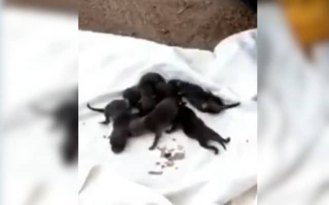 Firefighters Rescue ‘Puppies’, Then Realize They’re Not Puppies at All 6 Firefighters Rescue Puppies 2