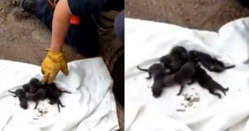 Firefighters Rescue ‘Puppies’, Then Realize They’re Not Puppies at All 3 Firefighters Rescue Puppies 3 350x184 1