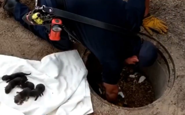 Firefighters Rescue ‘Puppies’, Then Realize They’re Not Puppies at All 4 Firefighters Rescue Puppies