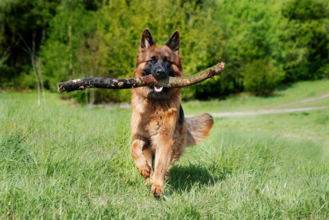 German Shepherd running with stick