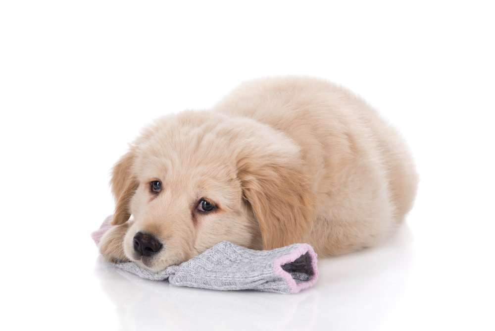 Why Vets Say a Swallowed Sock Is a Real Emergency 5 Golden Retriever puppy dog laying down playing with a sock