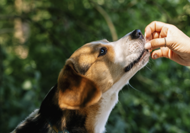 Handing treat to dog