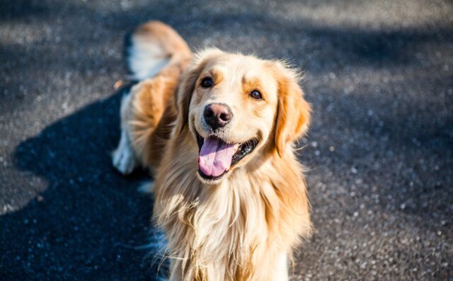 Happy Golden Retriever