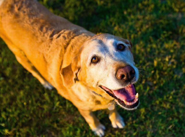 Happy senior dog