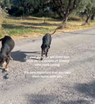 HomelessDogsStory1 320x350 1