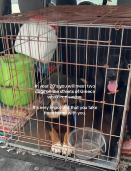 HomelessDogsStory2 267x350 1