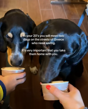 HomelessDogsStory3 283x350 1