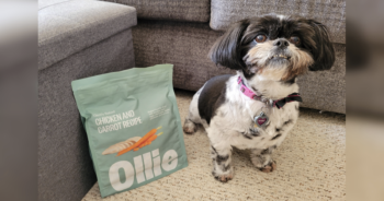 Mabel tries Ollie Featured 350x184 1