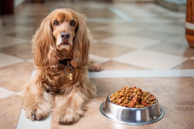 7 Best Dog Food Options For Picky Eaters – 2026 5 Picky dog laying by food