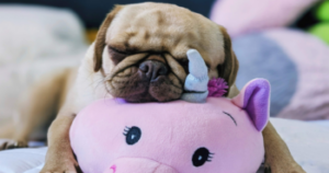 Puppy Heartbeat Toys Featured 350x184 1