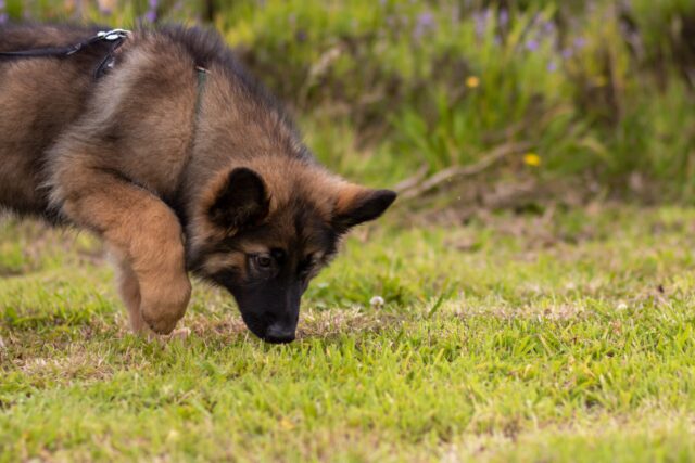 Puppy Sniffing Grass