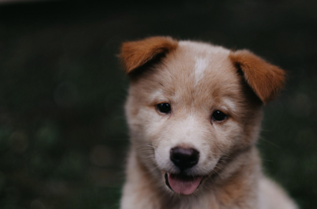 Puppy with floppy ears