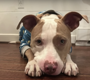 Screenshot 2023 05 17 at 9.33.20 AM 350x309 1