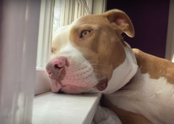 Screenshot 2023 05 17 at 9.40.26 AM 350x250 1