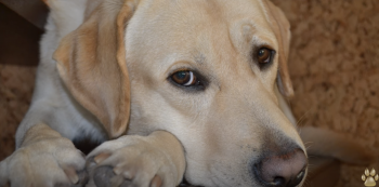 Guy Scolded Old Dog Before Work, Arrived Home & Wept Into His Hands 4 Screenshot 2023 12 27 at 9.30.06 AM 350x173 1